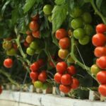 Hydroponic Tomatoes 101