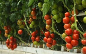 Hydroponic Tomatoes 101